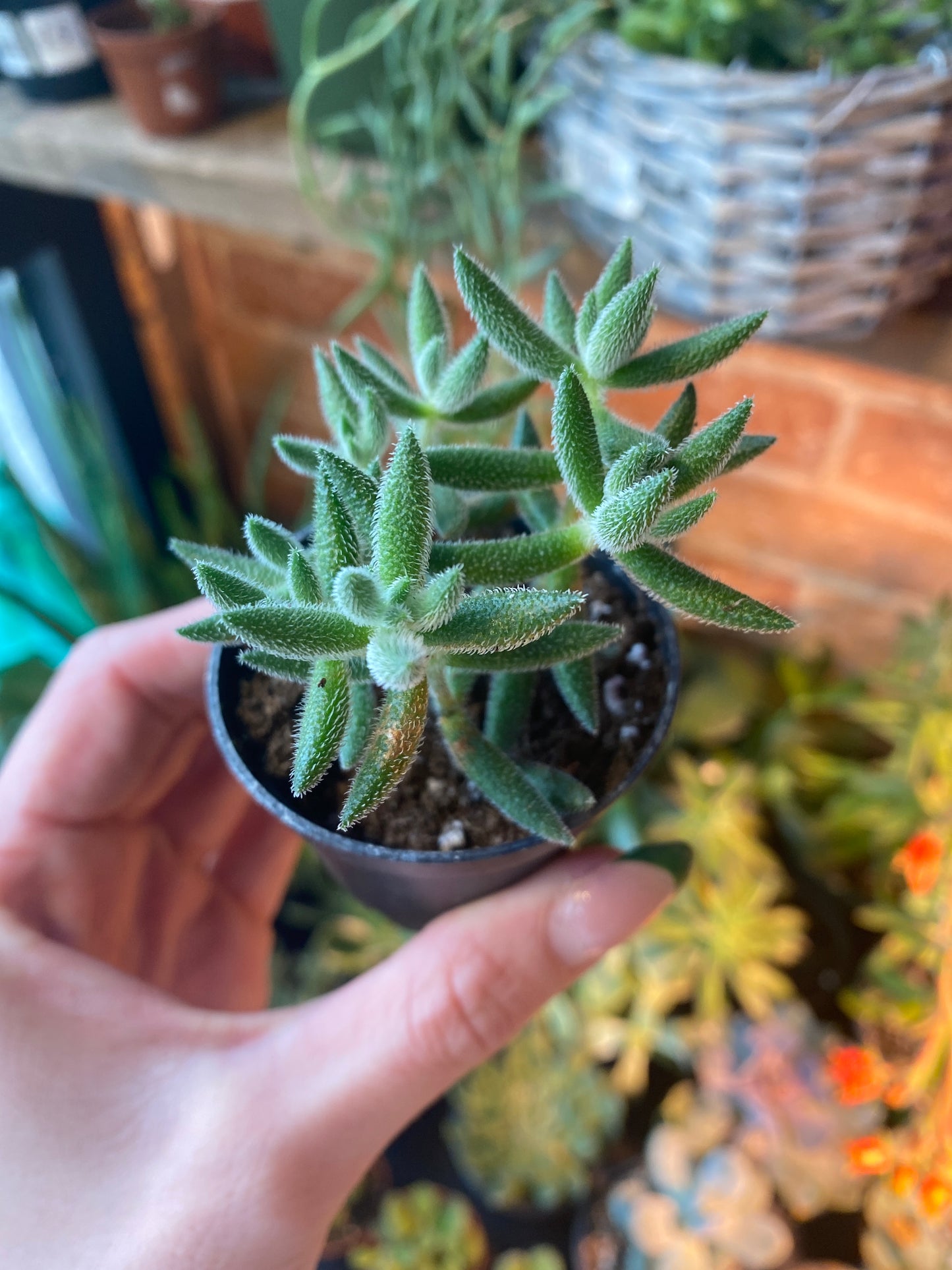 2.5" Crassula mesembryanthemoides
