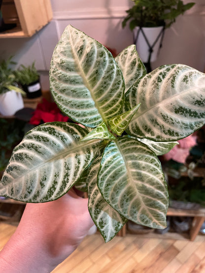 4" Aphelandra Snowflake | Zebra Plant