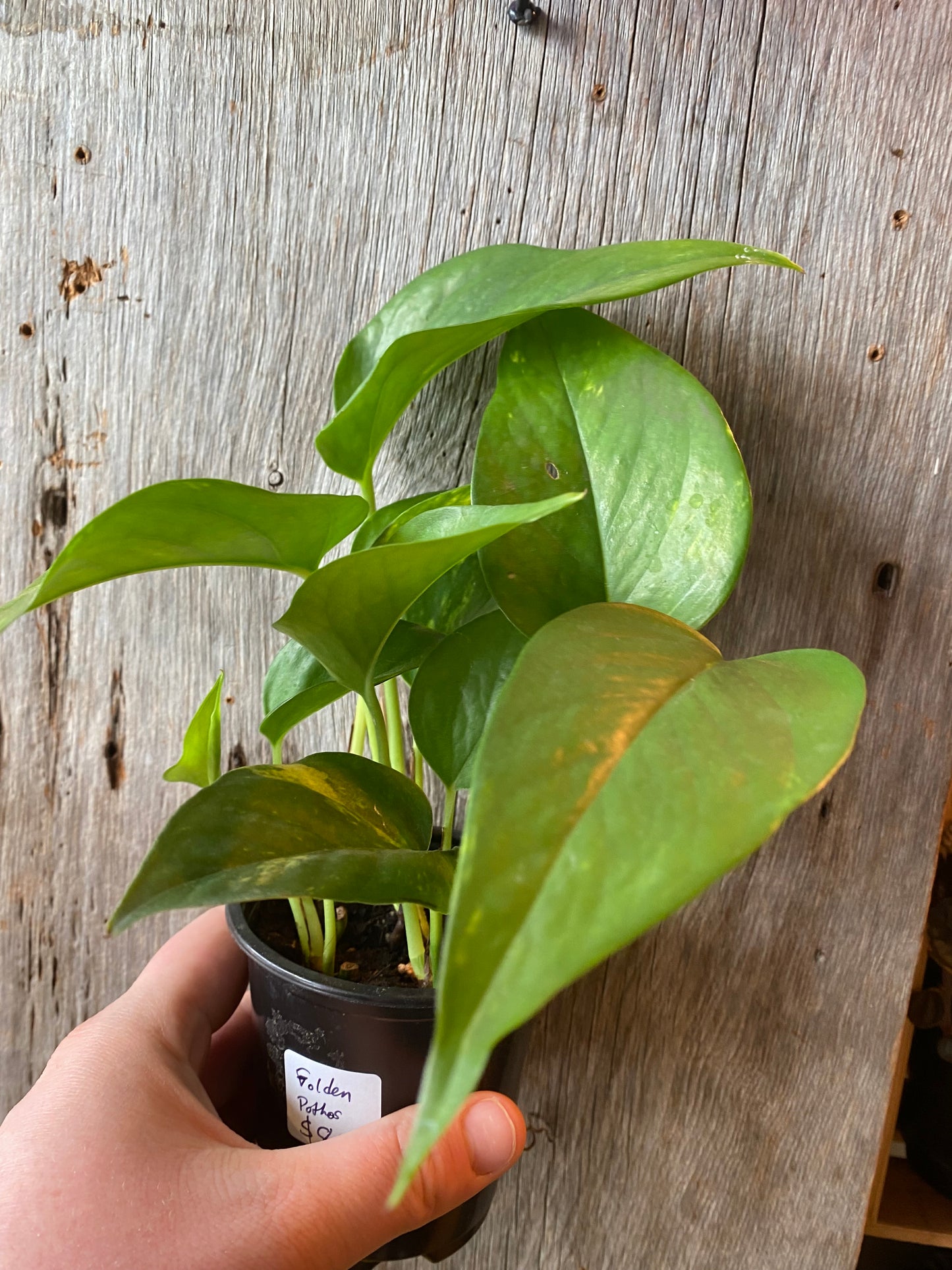 3.5" Pothos Golden