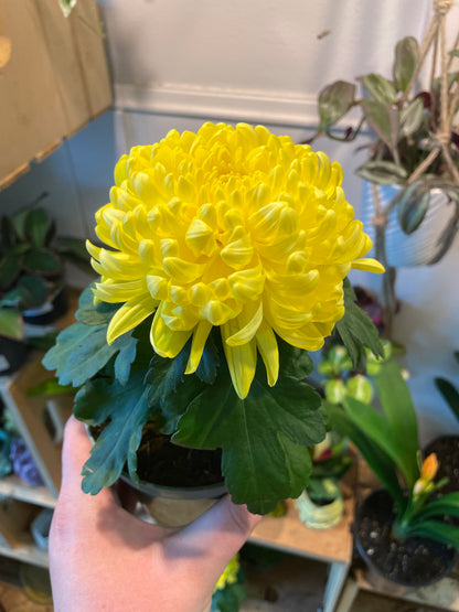 4" King's Pleasure Chrysanthemum