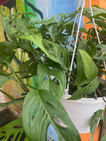 8" Monstera Adansonii Hanging Basket