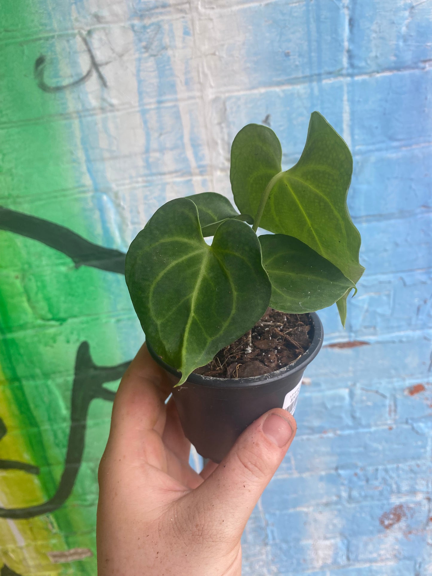 3.5" Anthurium Clarinervium