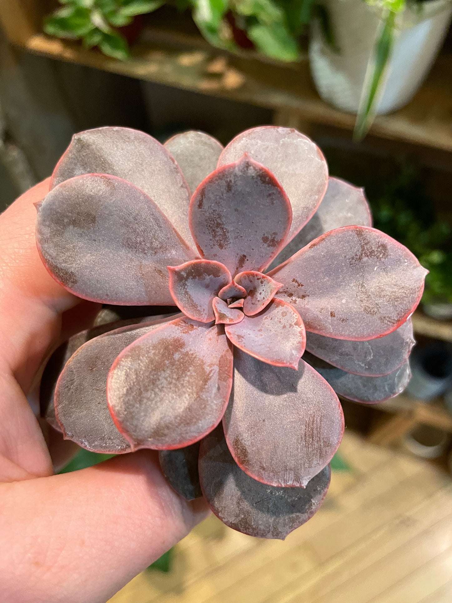 2.5" Echeveria Perle von Nürnberg