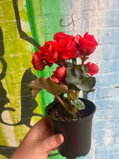 4" Begonia Rieger |  Red
