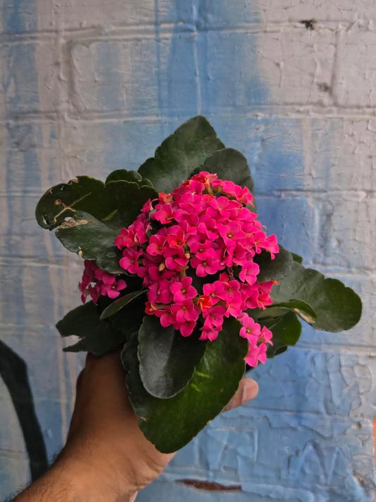 4” Pink Kalanchoe Blossfeldiana