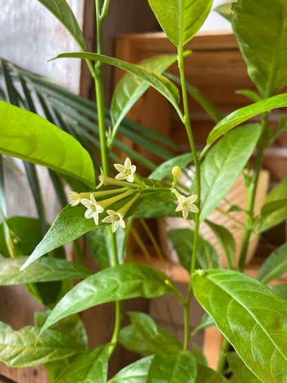 5" Night Blooming Jasmine | Cestrum Nocturnum