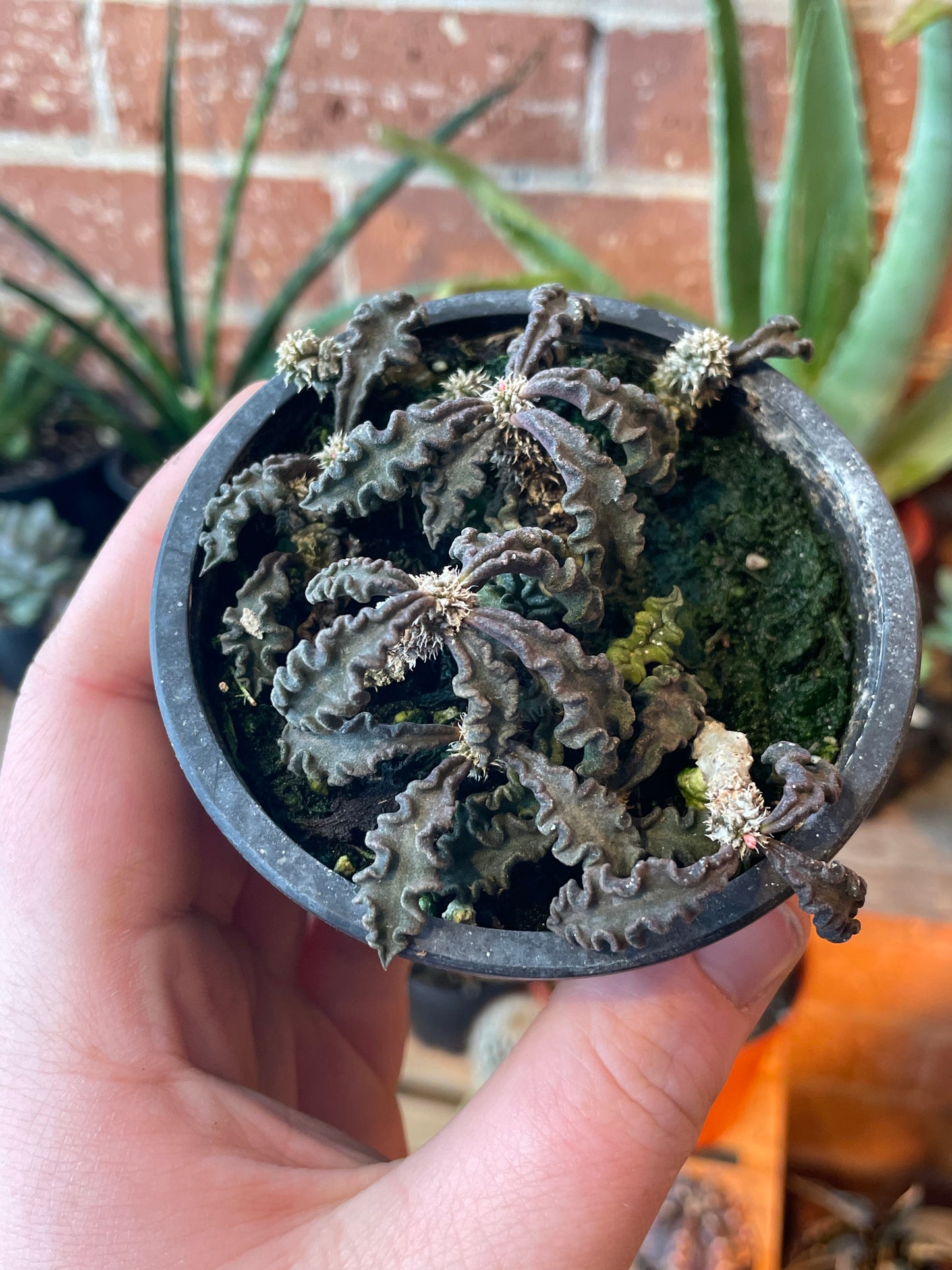 3.5” Euphorbia Decaryi