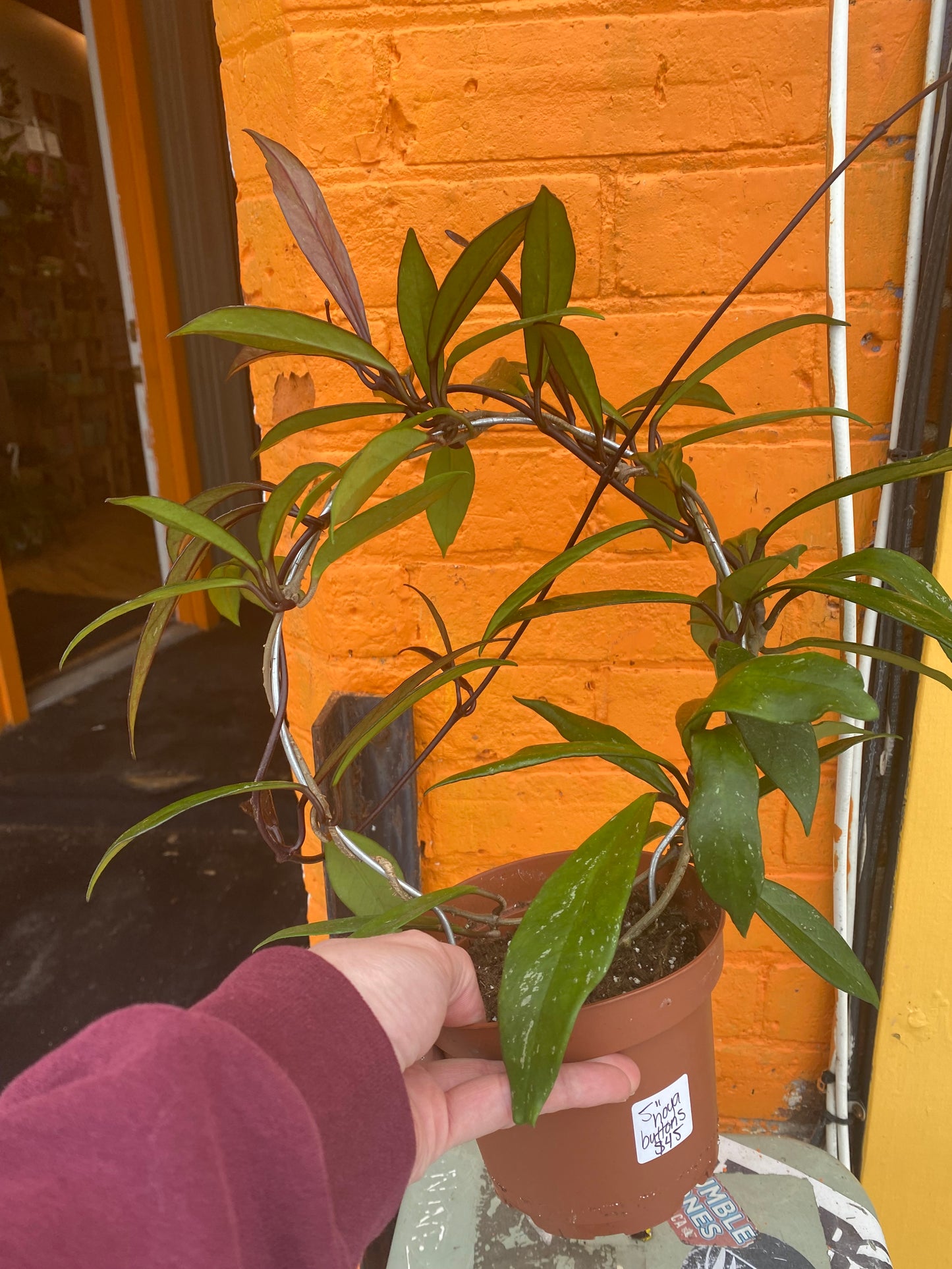 5" Hoya Pubicalyx Red Buttons w/hoop