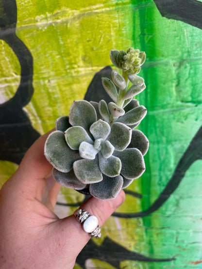 2.5" Echeveria Pulvinata Frosty