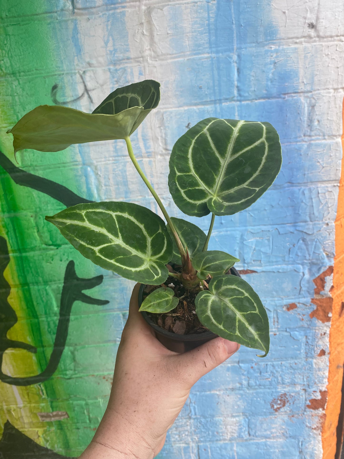 4” Anthurium Crystalinum Turtle