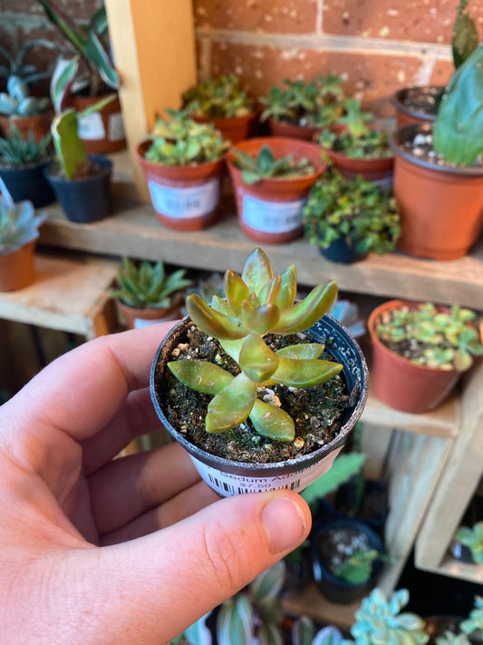 2.5" Sedum Adolphi