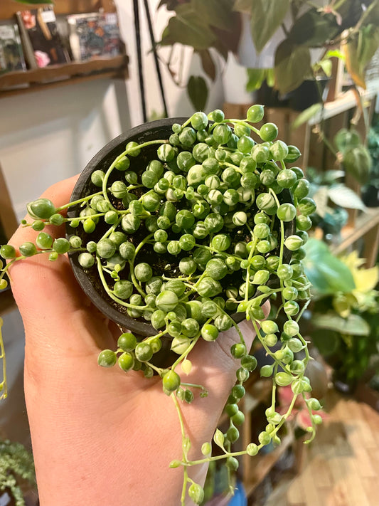 3.5" Variegated String Of Pearls