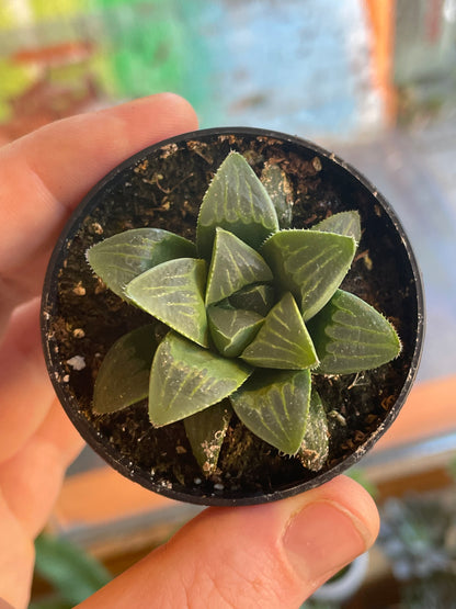 2.5" Haworthia Retusa