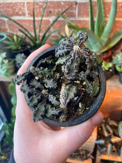 3.5” Euphorbia Decaryi