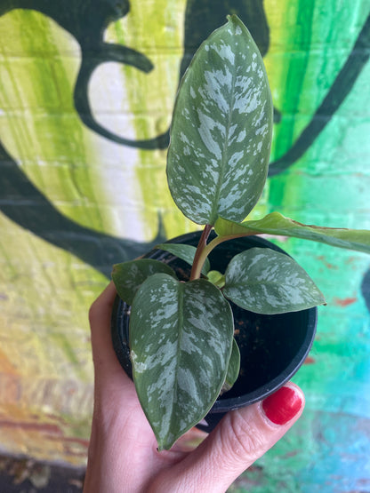 3.5" Apoballis Lavallaei