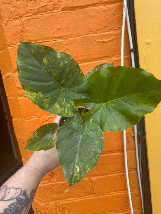 4” Alocasia Odora Yellow Variegated