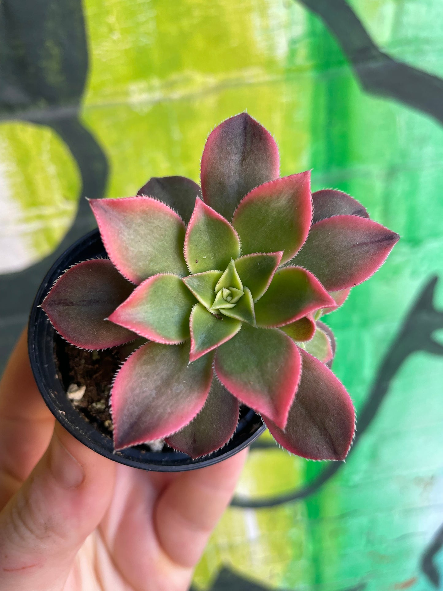 2.5" Aeonium Haworthii Kiwi