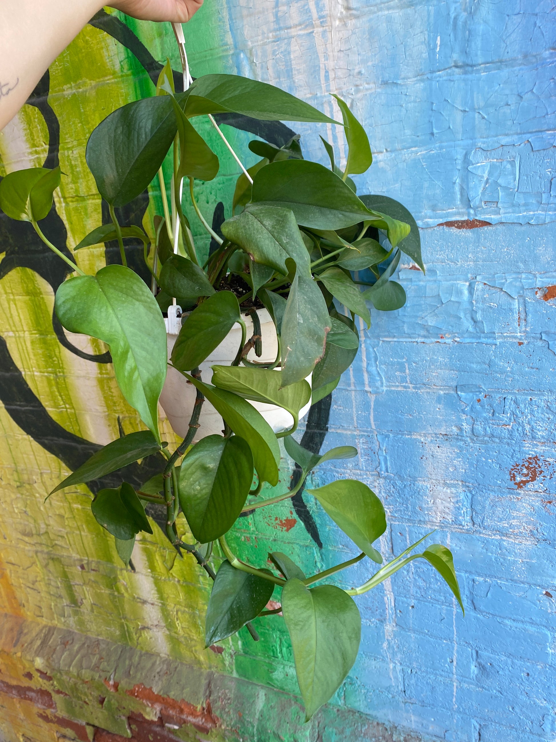 jade pothos hanging plant 8" Jade Pothos Hanging Basket – Plant Goals