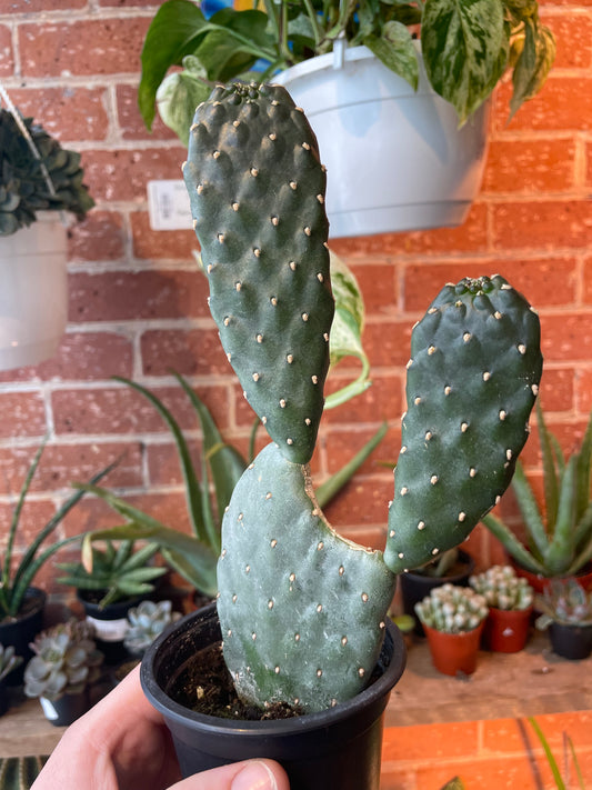 4" Opuntia Basilaris