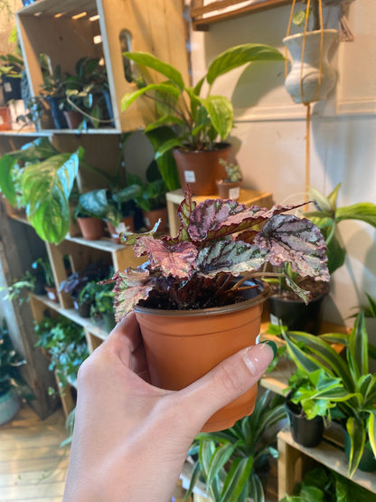 3.5" Begonia Rex Spirit of Sumatra