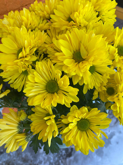 6” Yellow Potted Mum
