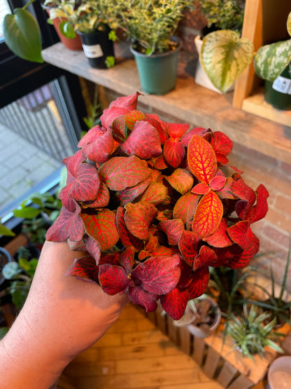 3.5" Fittonia Red Cloud