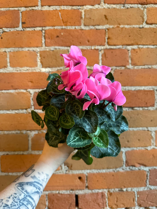 4" Cyclamen Persicum | pink