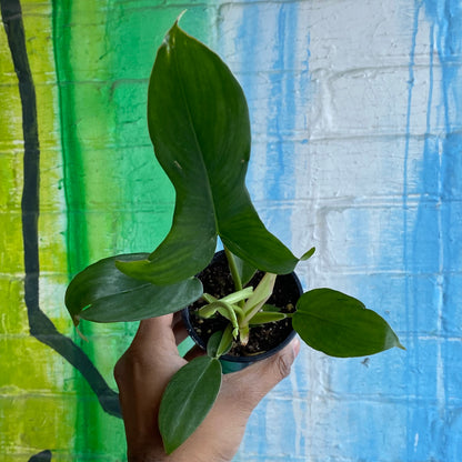 4" Philodendron Glad Hands