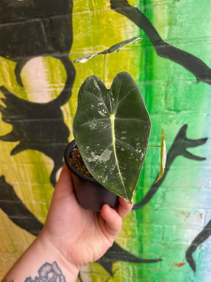 3.5" Alocasia Frydek Variegata