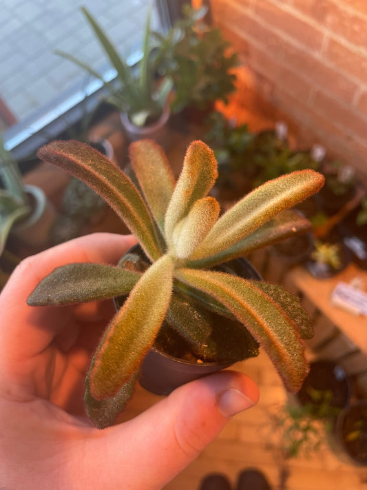 2.5" Kalanchoe Tomentosa Teddy Bear