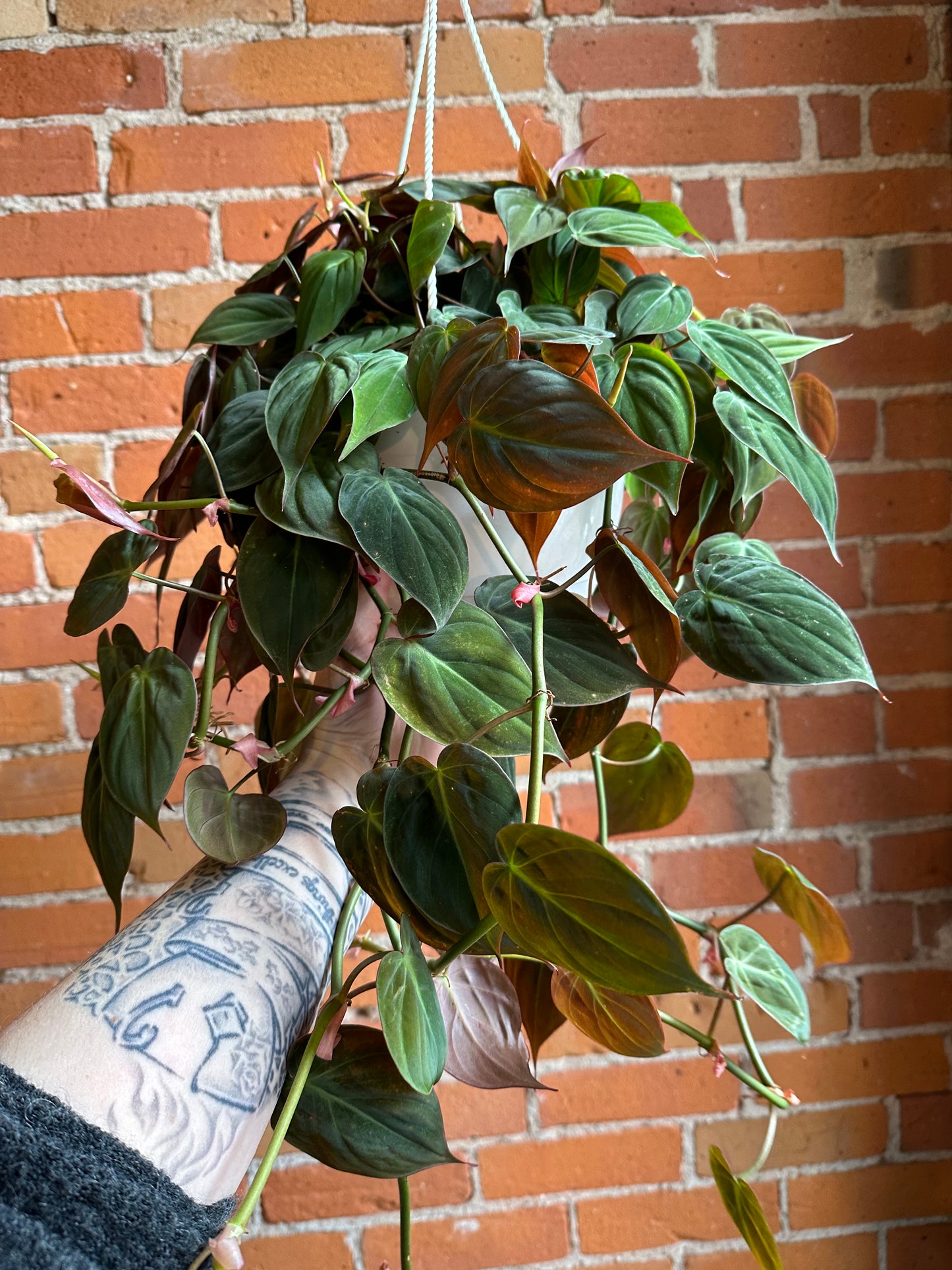8" Philodendron Micans Hanging Basket