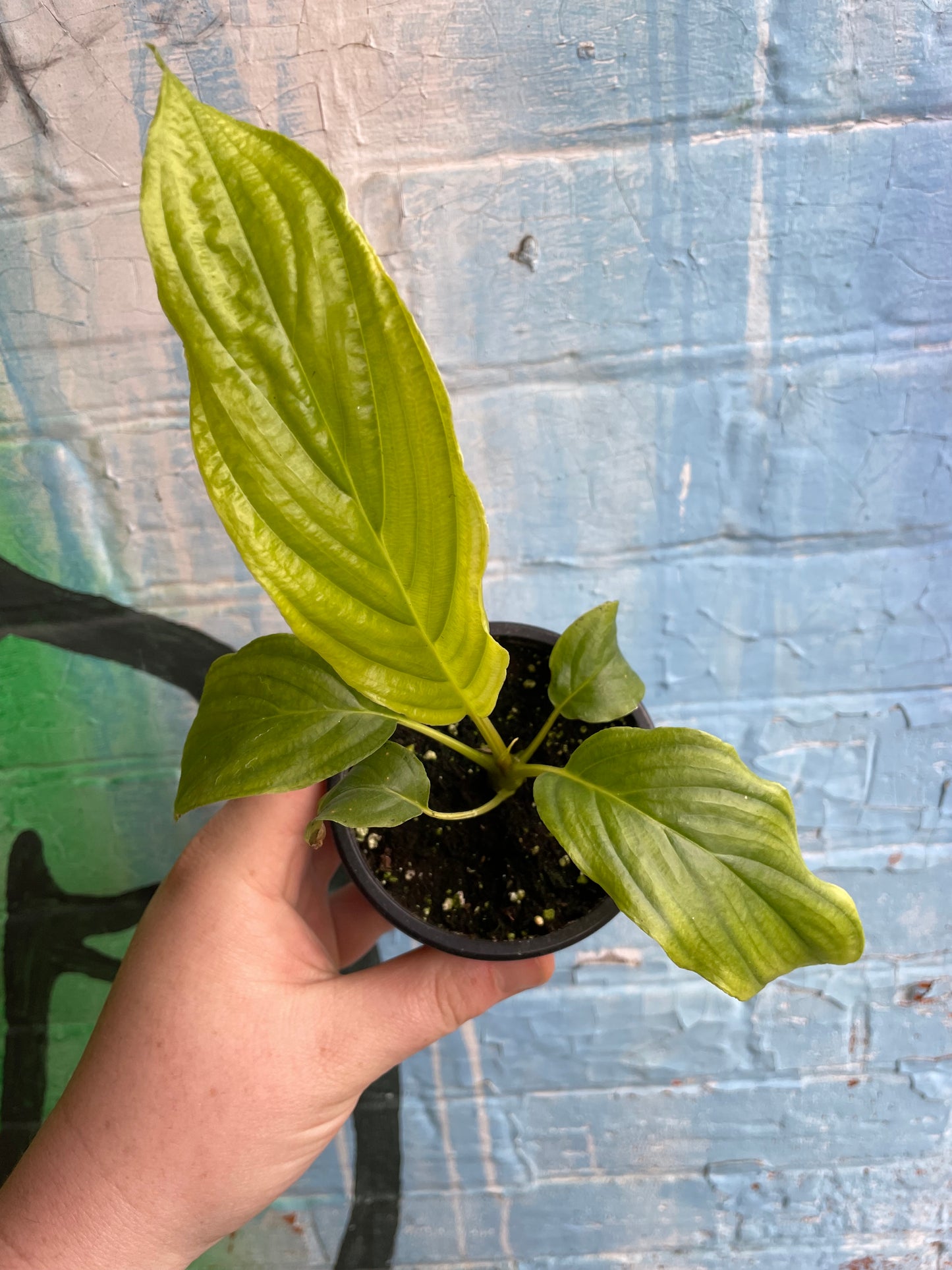 3.5" Tacca Integrifolia White Bat Flower