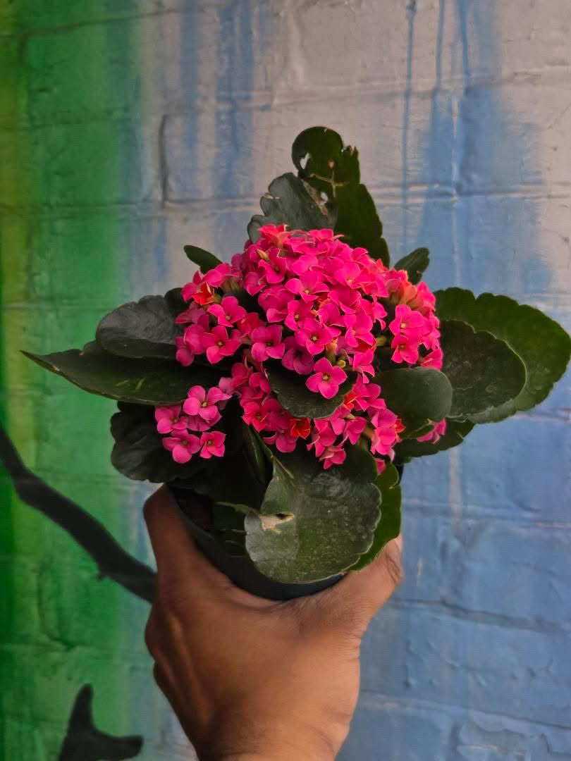 4” Pink Kalanchoe Blossfeldiana