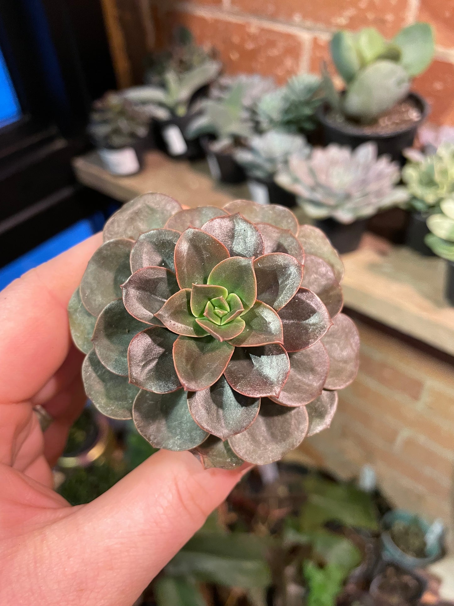 2.5" Echeveria Melaco