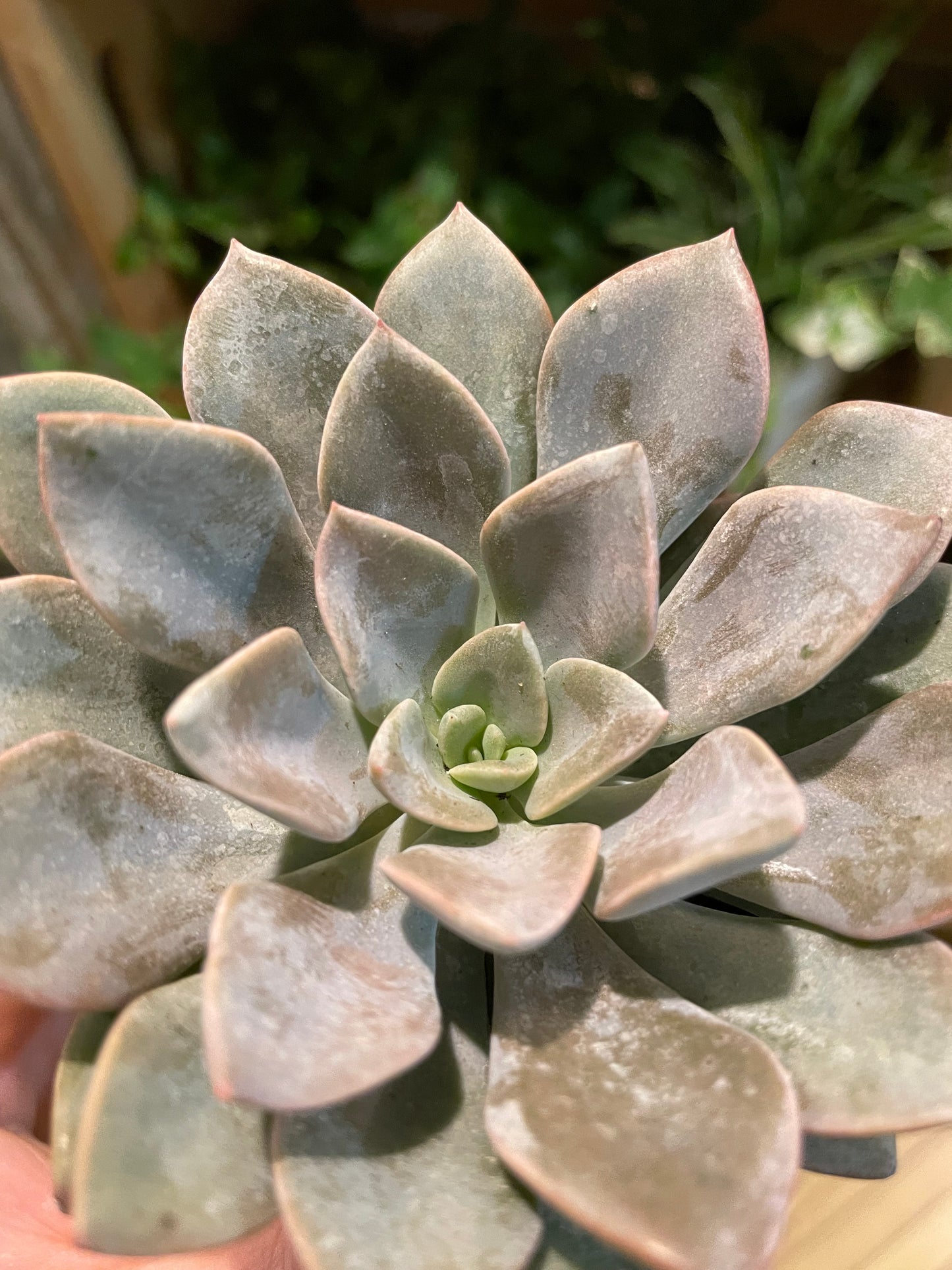 2.5" Echeveria Silver Queen