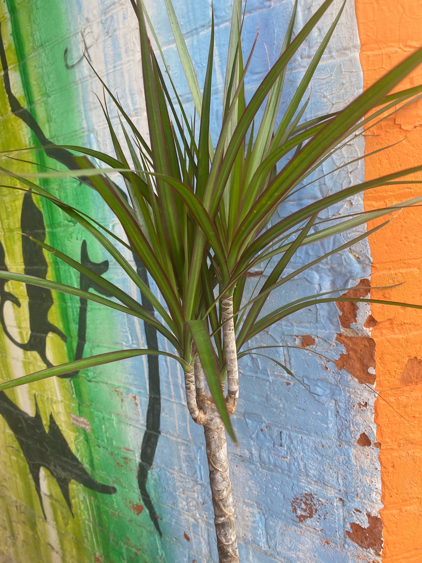 5” Dracaena Marginata