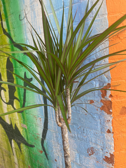 5” Dracaena Marginata