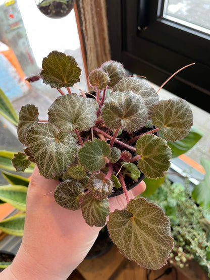 4" Strawberry Begonia | Saxifraga Stolonifera