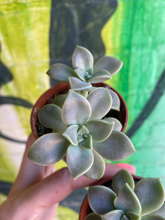 2.5” Graptopetalum Paraguayense | Ghost Plant