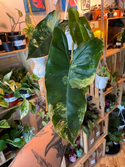 6"  Variegated Philodendron Burle Marx