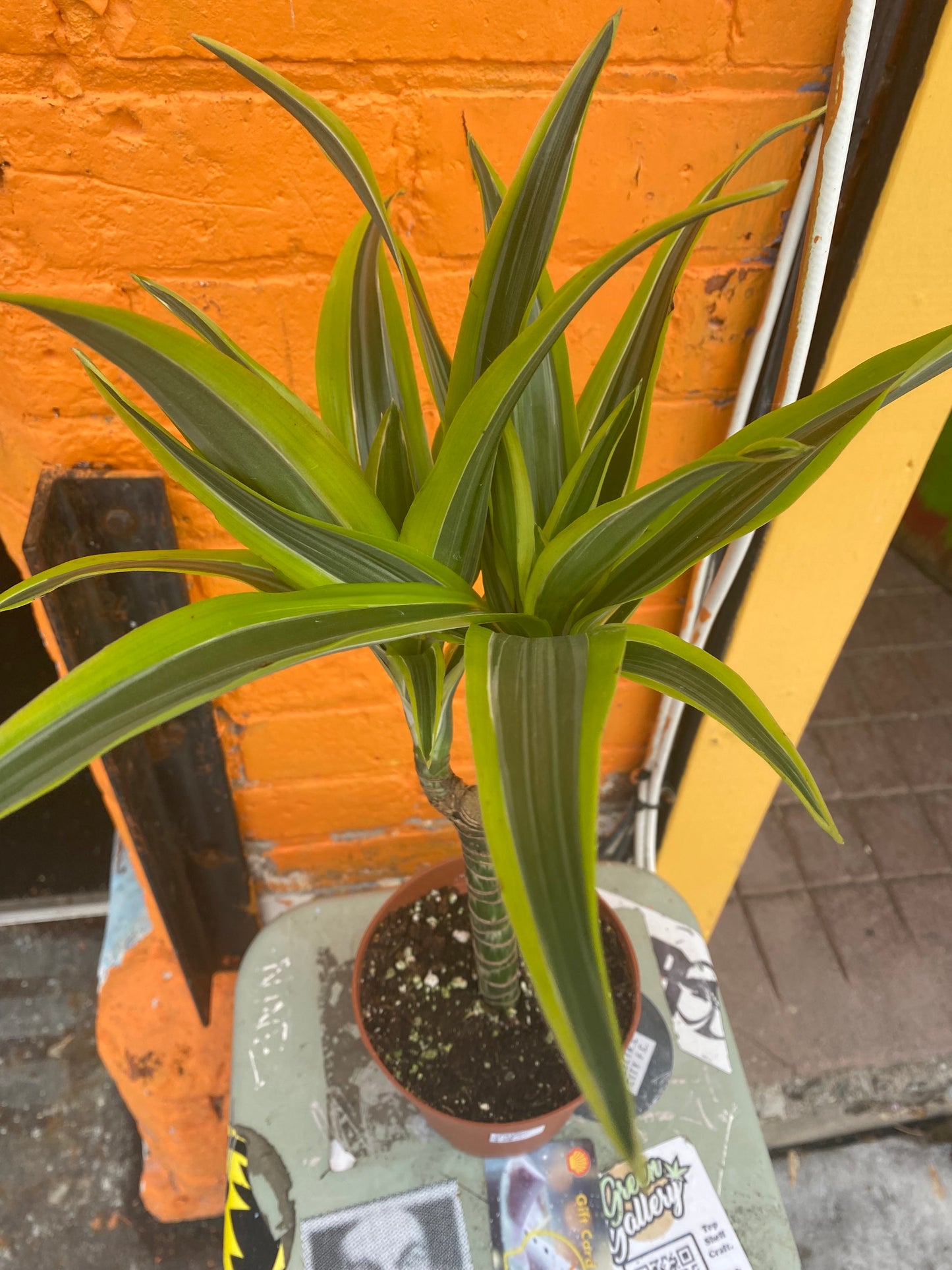 5” Dracaena Warneckii Lemon Lime