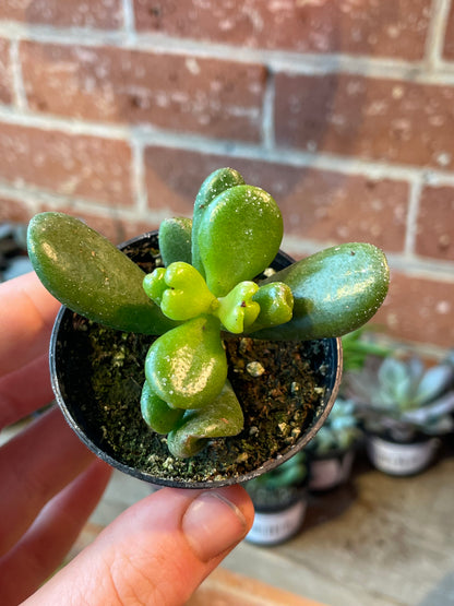 2.5" Crassula Ovata Hobbit
