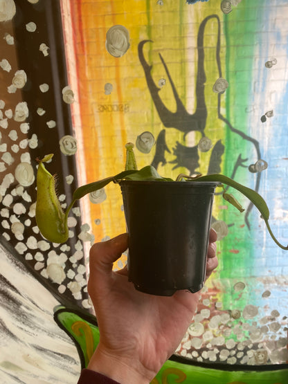 3.5" Nepenthes Dyeriana| Pitcher Plant