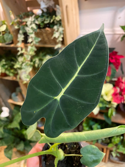 3.5" Alocasia Frydek