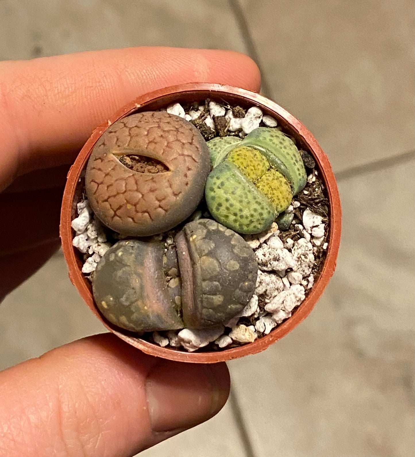 1.5" Lithops | Living Stone