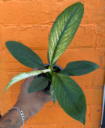 3.5" Spathiphyllum Sensation Variegated mature plant