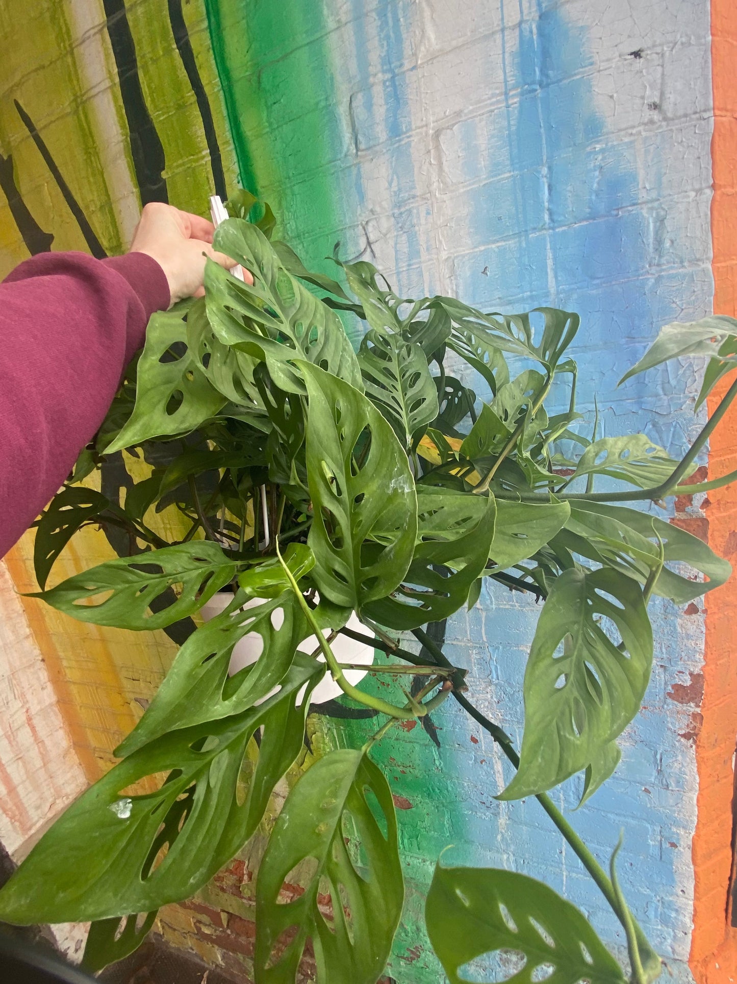8" Monstera Adansonii Hanging Basket