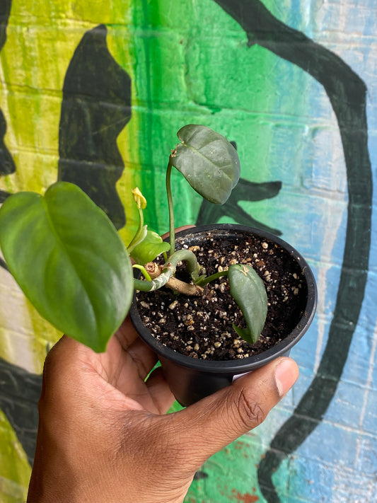 3.5" Philodendron Silver Sword (TAC)