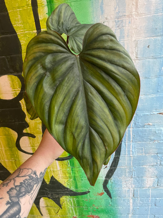 4" Philodendron Columbia