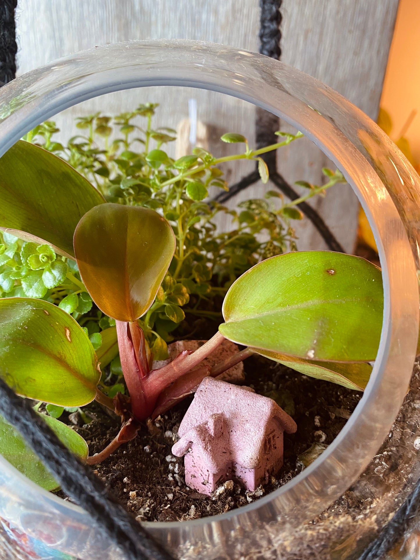 Hanging Philodendron Mars Terrarium